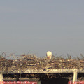 18_15-mast.jpg