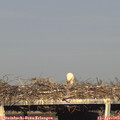 18_20-mast.jpg