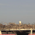 18_25-mast.jpg