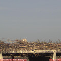 18_30-mast.jpg
