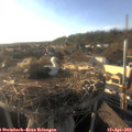 18_30-nest.jpg