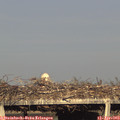 18_35-mast.jpg