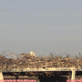 18_40-mast.jpg
