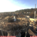 18_40-nest.jpg