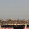 18_45-mast.jpg