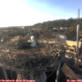 18_45-nest.jpg