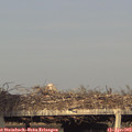 18_50-mast.jpg
