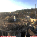 18_50-nest.jpg