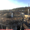 18_55-nest.jpg