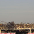 19_00-mast.jpg