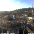 19_00-nest.jpg