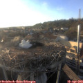 19_05-nest.jpg