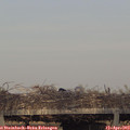 19_10-mast.jpg