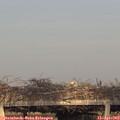 19_15-mast.jpg