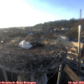 19_15-nest.jpg