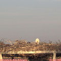 19_25-mast.jpg