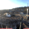 19_25-nest.jpg