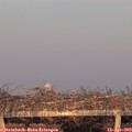 19_50-mast.jpg