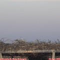 19_55-mast.jpg