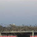 20_00-mast.jpg