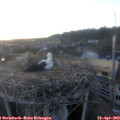 20_00-nest.jpg