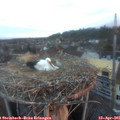 06_40-nest.jpg