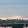 06_50-mast.jpg