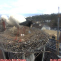 07_00-nest.jpg