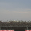 07_05-mast.jpg