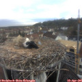 07_05-nest.jpg