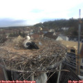 07_10-nest.jpg
