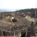 07_20-nest.jpg