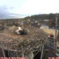 07_25-nest.jpg