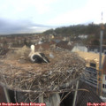 07_30-nest.jpg