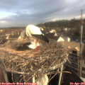 07_45-nest.jpg