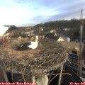 07_50-nest.jpg