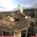 07_55-nest.jpg