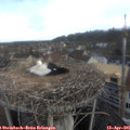 08_00-nest.jpg