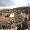08_20-nest.jpg