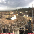 08_30-nest.jpg