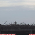 08_35-mast.jpg