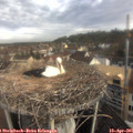 08_35-nest.jpg