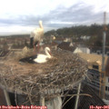 08_45-nest.jpg