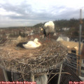 08_55-nest.jpg