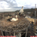 09_00-nest.jpg