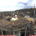 09_10-nest.jpg