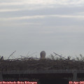 09_15-mast.jpg