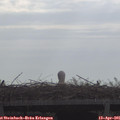 09_20-mast.jpg