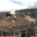 09_30-nest.jpg