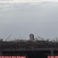 09_40-mast.jpg